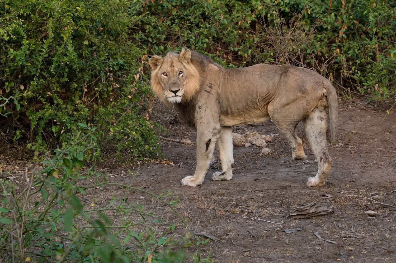 Lions crossing the Kazinga Channel in Queen Elizabeth National Park, Uganda