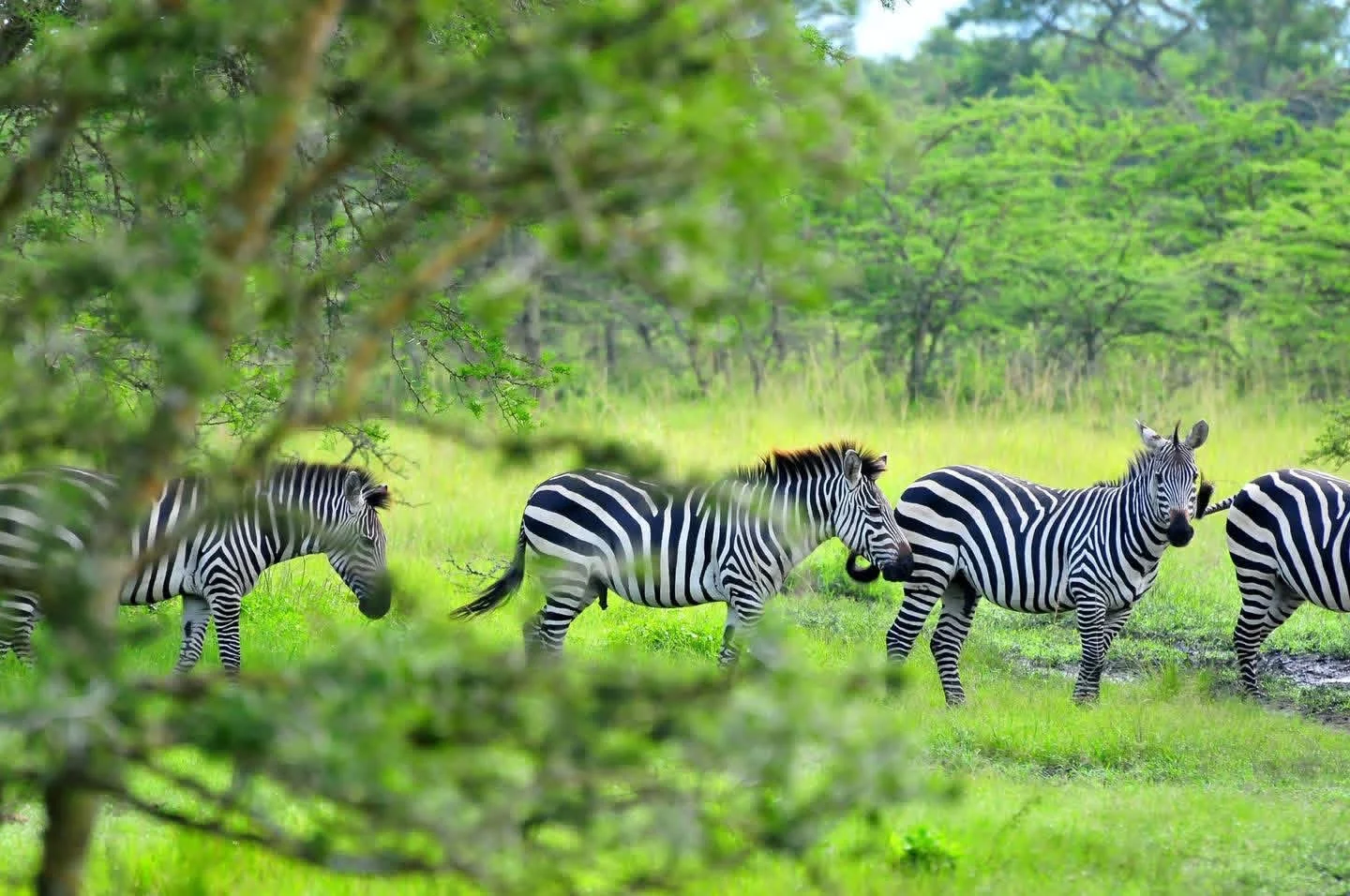 Discover the Untouched Beauty of Katonga Wildlife Reserve with Safari 2 Gorilla Tours