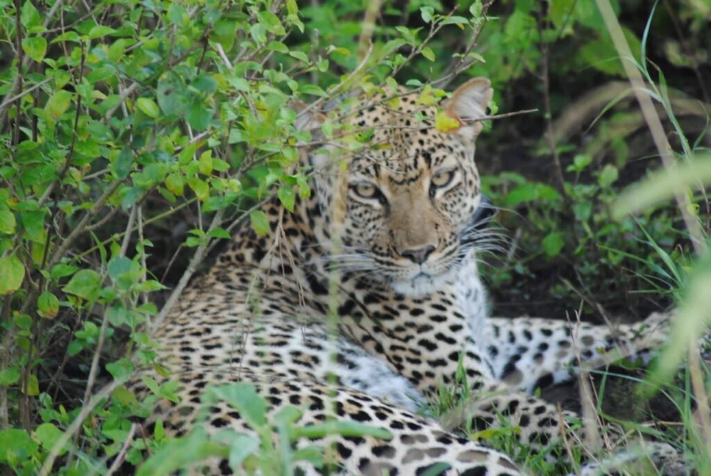 Leopard in Queen Elizabeth National Park Uganda