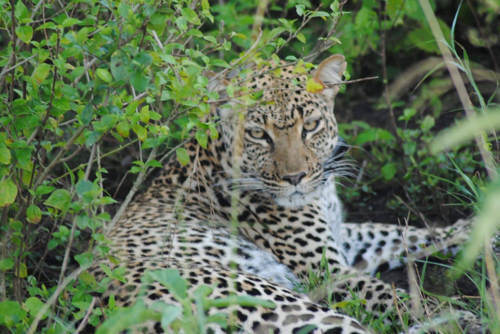 Leopard in Queen Elizabeth National Park Uganda