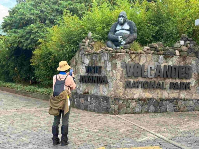 A head of Gorilla trekking in Volcanoes National Park Rwanda