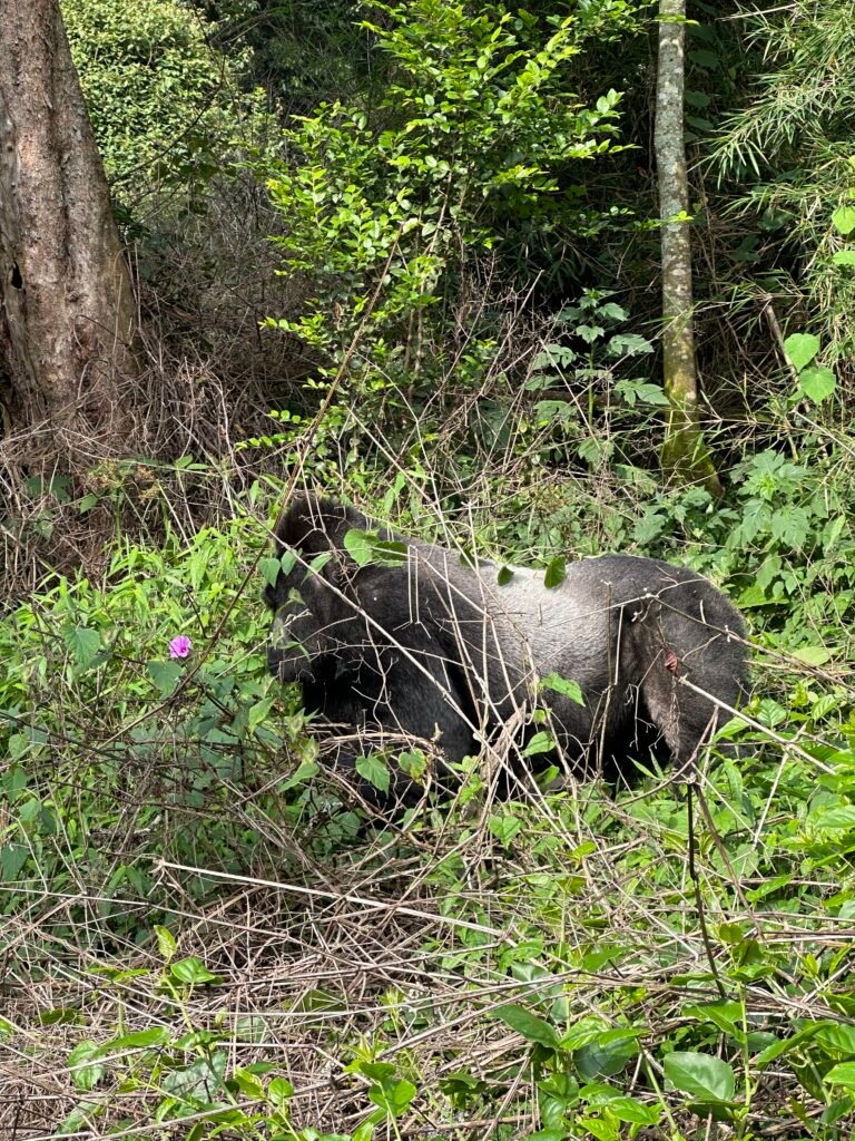 Silverback gorilla in Volcanoes National Park Rwanda during gorilla trekking