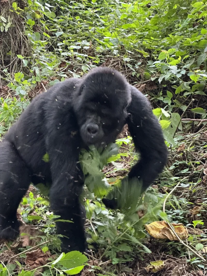 Mountain gorilla in Rwanda during a gorilla trekking safari